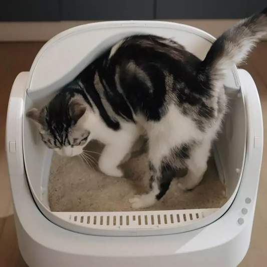 😺 PurrClean™ Smart Litter Box – Automatic Odor-Free Cleaning
